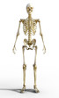 © Bernd Libbach - Das Menschliche Skelett
