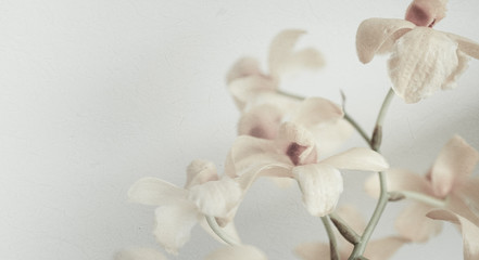 Wall Mural - sweet color orchids in soft color and blur style for background
