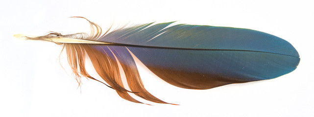 Wall Mural -  feather