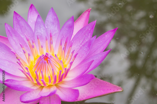 Naklejka na szybę Beautiful lotus, Purple Lotus flower and Lotus flower plants.