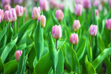 Fototapeta Tulipany - Red tulips. Natural background.