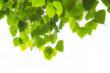 Bodhi leave on white background