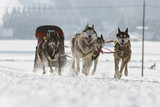 Fototapeta Psy - Husky Sled Dogs Running In Snow