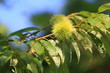 The chestnut in case which is still small and blue.