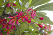 Red plumeria flower