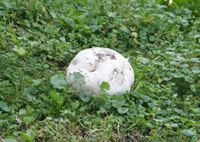 Giant Puffball Fungi Calvactia Gigantea