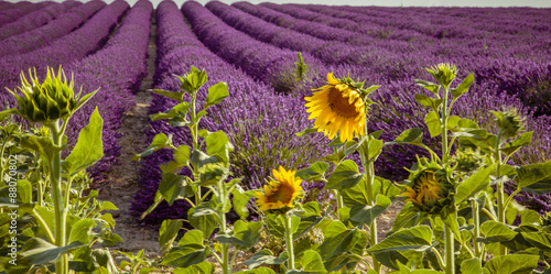 Fototapeta na wymiar Lavender with sunflowers