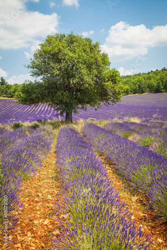 Fototapeta do kuchni Fields of Lavender in Provence, France
