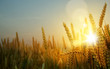 art backdrop of ripening ears of yellow wheat field