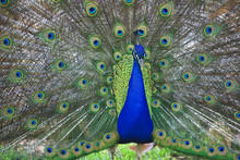 Peacock Closeup With Feathers Open