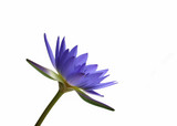 Fototapeta Tulipany - lotus flower isolated on white background