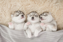 Three Of Siberian Husky Puppies Sleeping