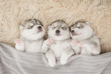 Three of siberian husky puppies sleeping