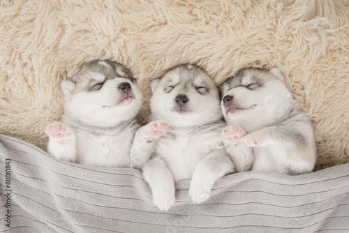 Fotografering Three of siberian husky puppies sleeping