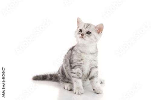 Cute American Shorthair Kitten Sitting Buy This Stock Photo And