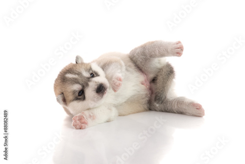 Cute Siberian Husky Puppy Lying Buy This Stock Photo And Explore