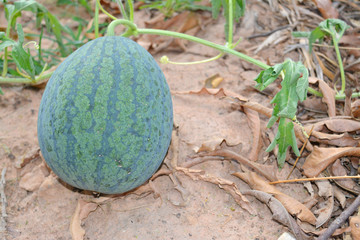 Wall Mural - green melon