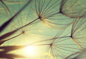 dandelion flower at sunset. beautiful nature details