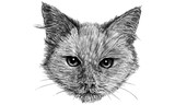 Fototapeta Koty - Cat head drawing monochrome illustration vector.