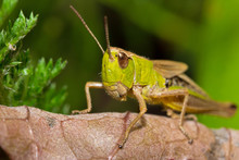 Insect Macro Grasshopper Sits On A Brown Leaf ( Selective Focus)