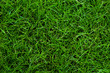 © Pangzz - Green grass texture