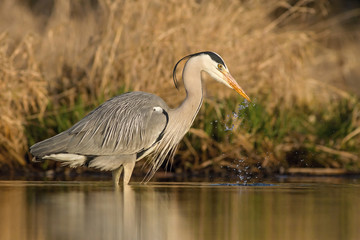 gray heron arde cinerea drinking water