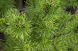 Pine tree branch closeup on green background