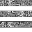 Stripes of zebras