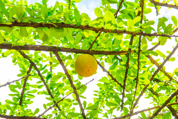 Wall Mural - Green leaves with fruit on tree