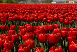 Fototapeta Tulipany - Tulip Culture,  North Holland