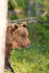 Wall Mural - brown bear sitting in forest