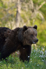 Wall Mural - brown bear sitting in forest