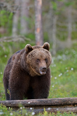 Wall Mural - brown bear sitting in forest