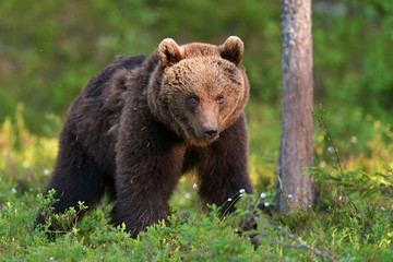Wall Mural - brown bear in forest at summer