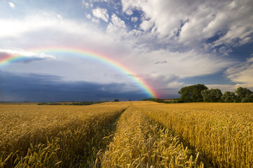 colorful rainbow after the storm passing over a field of grain