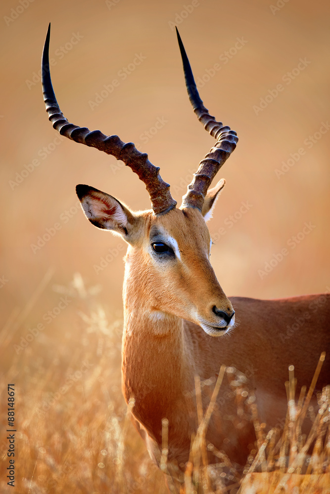 Impala male portrait - obrazy, fototapety, plakaty 