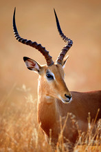Impala Male Portrait