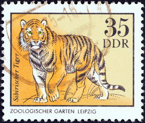 Sticker - Siberian tiger (German Democratic Republic 1975)