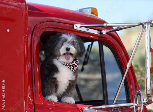 A Small Long Haired Black And White Dog Is Going For A Ride In A