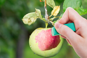 Canvas Print - hand deletes green apple by rubber eraser