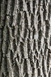 Ash tree bark vertical texture closeup