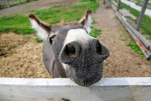 Cute Donkey/ Cute Donkey On The Farm Near Kiev, Ukraine