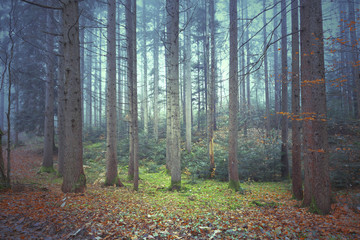 Wall Mural - Beautiful colorful autumnal coniferous forest trees. Picture was taken in south east Slovenia.