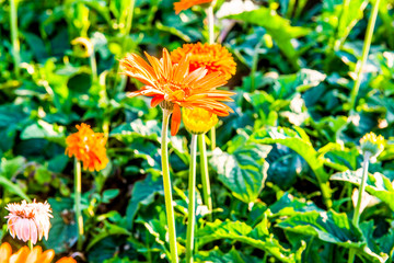 Gerbera in the garden