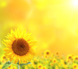 Fototapeta Kwiaty - Bright sunflowers on yellow background