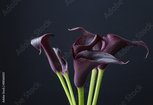 Fotografía Black calla flowers (Zantedeschia)