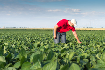 Wall Mural -  farmer in soybean fields