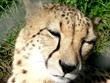 Леопард на солнце