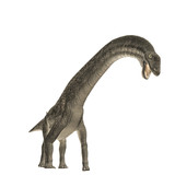 Fototapeta Konie - Titanosaurus