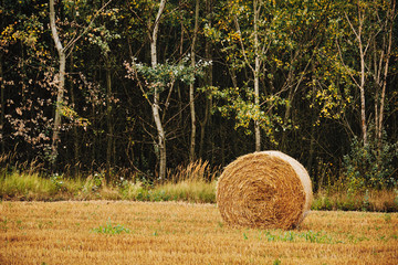 Wall Mural - Bales on a field